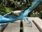 Preview: KRABBE bronze blau